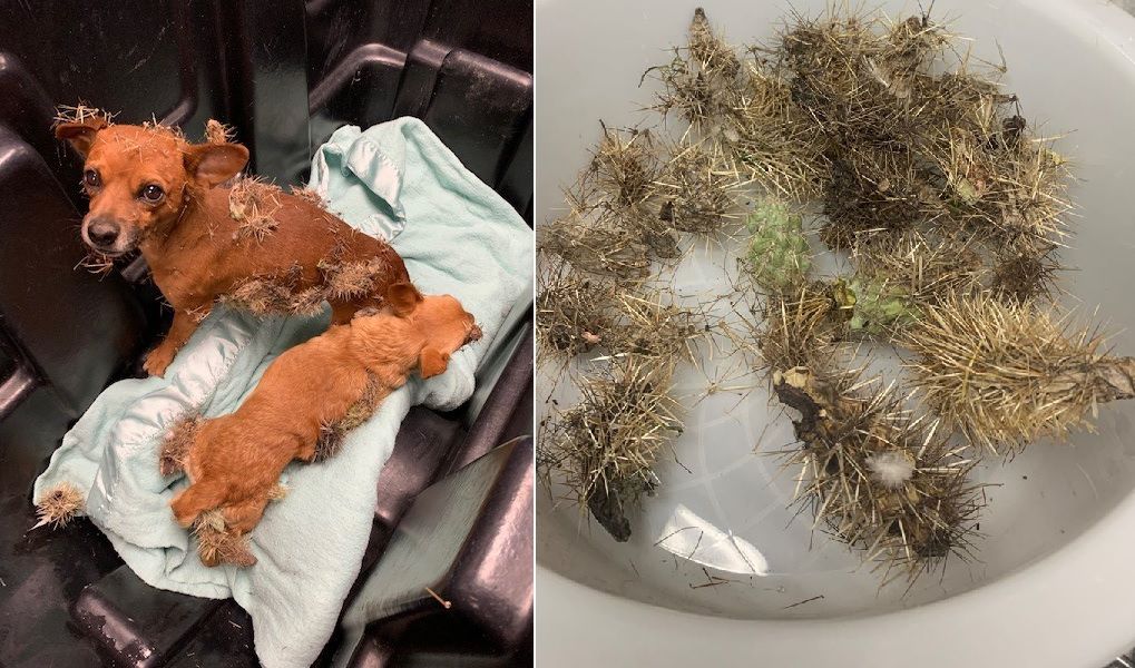 Dogs in Arizona rescued from prickly situation covered in cactus needles